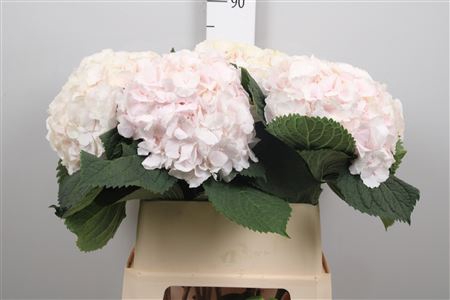 <h4>Hydr M Sw Verena</h4>
