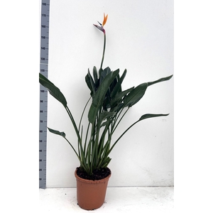 STRELITZIA REGIN BL