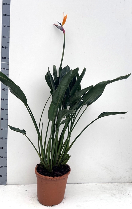 <h4>STRELITZIA REGIN BL</h4>