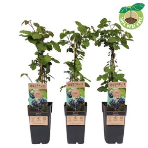 Rubus fruticosus 'Thornfree' (doornloos), P15