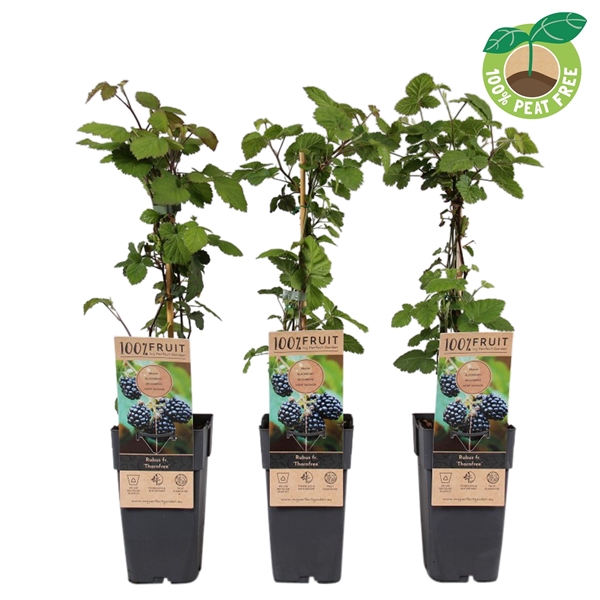 <h4>Rubus fruticosus 'Thornfree' (doornloos), P15</h4>
