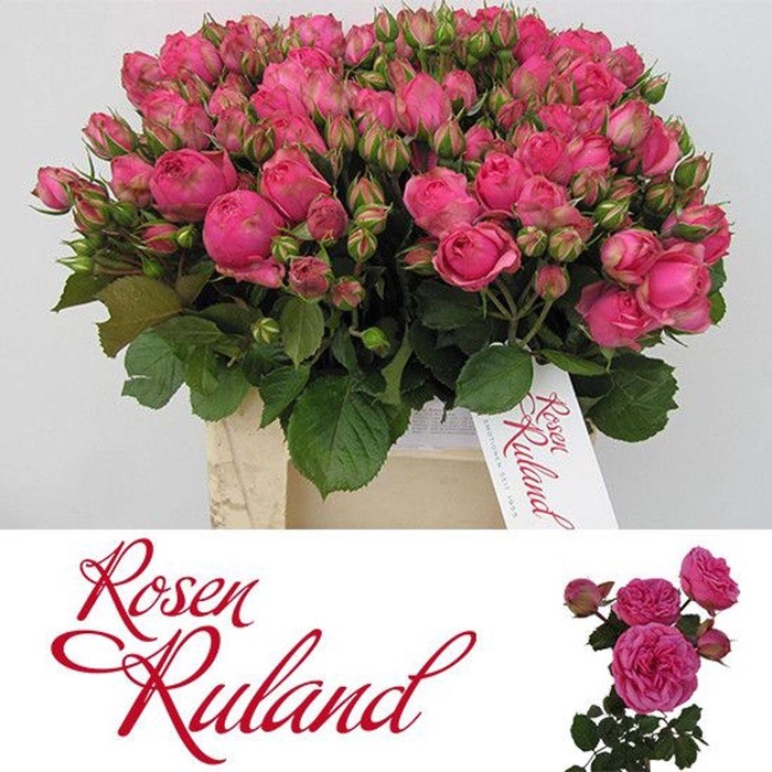 <h4>Rosa spray freiland pink piano</h4>