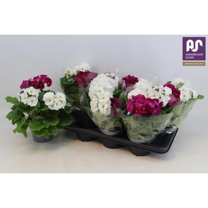 PRIM OB SWEETKIS SEN