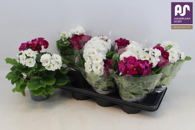 <h4>PRIM OB SWEETKIS SEN</h4>