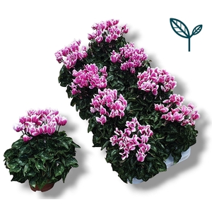 Cyclamen-FANTASIA ROZE