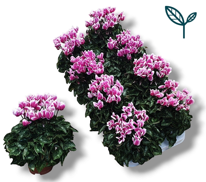 <h4>Cyclamen-FANTASIA ROZE</h4>