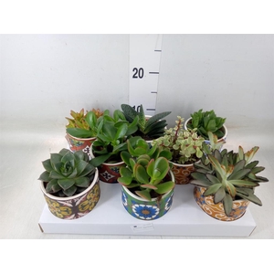 Succulents   ...