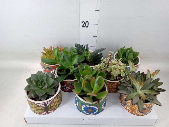 <h4>Succulents   ...</h4>