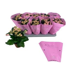 KAL GE PERFECTA ROSA