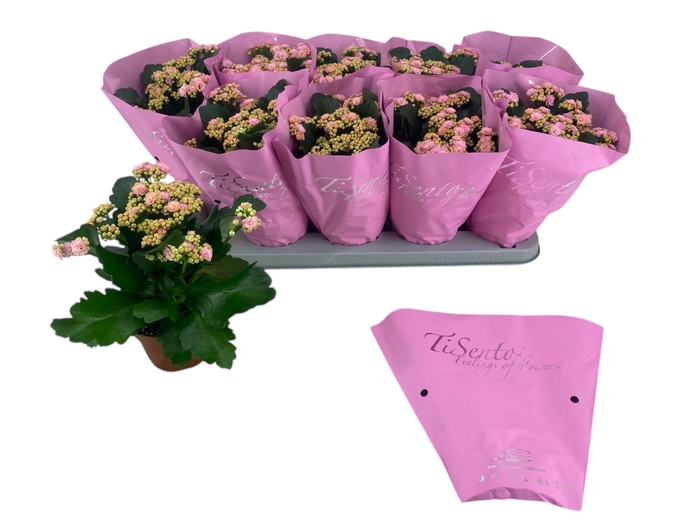 <h4>KAL GE PERFECTA ROSA</h4>