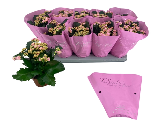 <h4>KAL GE PERFECTA ROSA</h4>