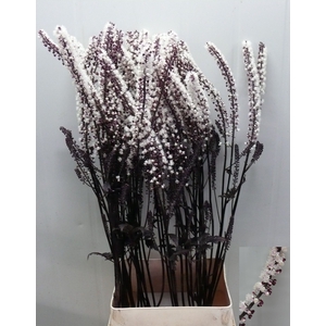 ACTAEA SIM BRUNETTE