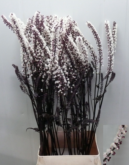 <h4>ACTAEA SIM BRUNETTE</h4>