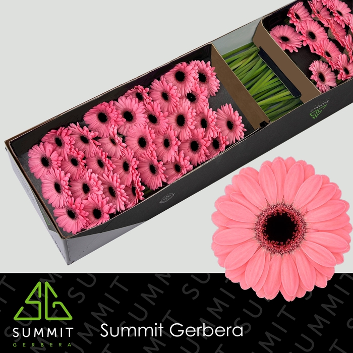 <h4>GE MI JOLIE</h4>