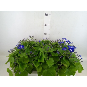 Pericallis cr. 'Senetti Violet Bic'