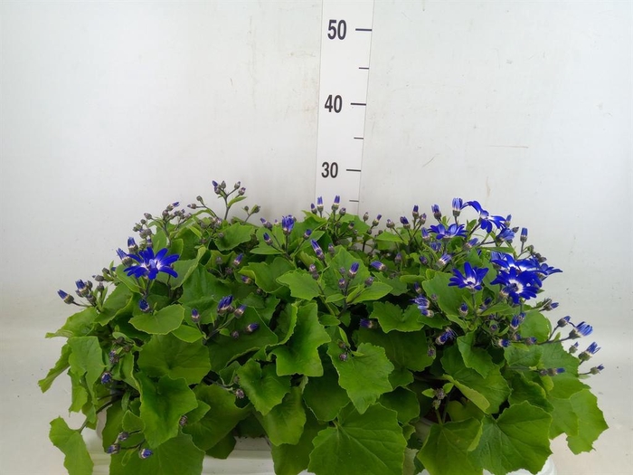 <h4>Pericallis cr. 'Senetti Violet Bic'</h4>