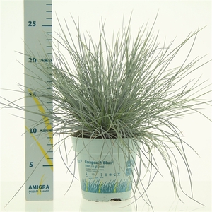 Festuca glauca CompactA Blue®