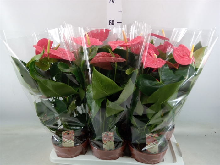 <h4>Anthurium andr. 'California'</h4>