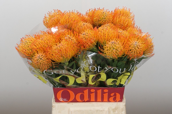 <h4>Nutans Ayoba Sun</h4>