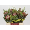 BQ Banksia Coccinea SFB