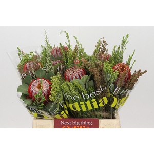 BQ Banksia Coccinea SFB