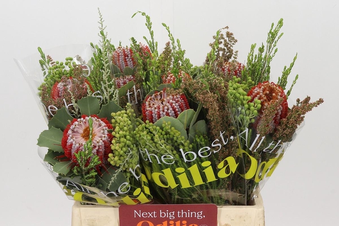 <h4>BQ Banksia Coccinea SFB</h4>