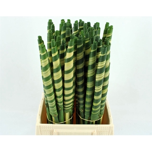 Pandanus Cone (rd)
