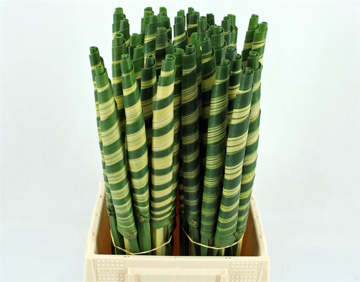 <h4>Pandanus Cone (rd)</h4>