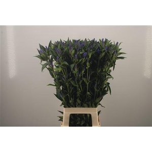 Gentiana Kagayaki Blue