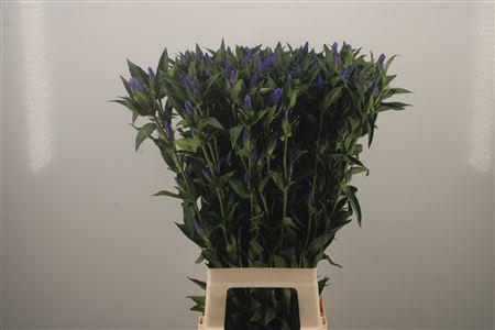 <h4>Gentiana Kagayaki Blue</h4>
