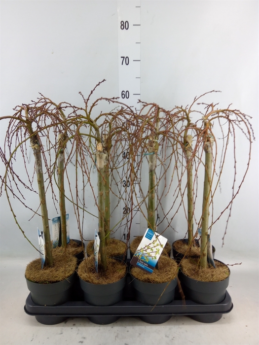 <h4>Salix arbuscula</h4>