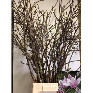 MAGNOLIA GRANDIFLORA