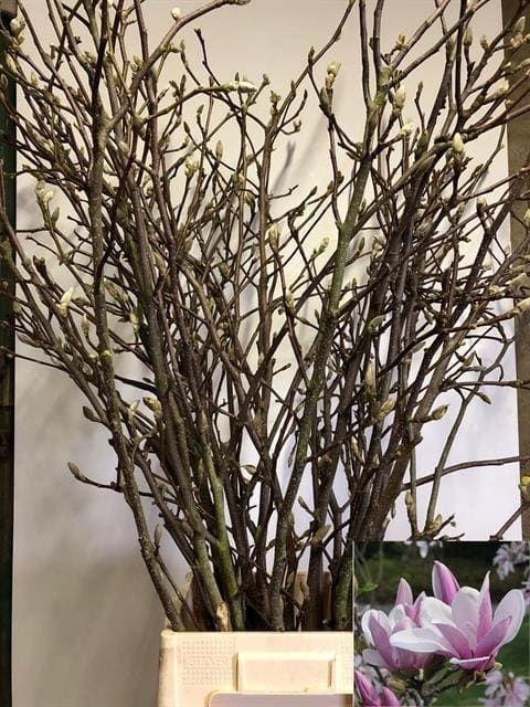 <h4>MAGNOLIA GRANDIFLORA</h4>