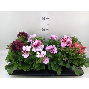 Pelargonium gran.   ..mix