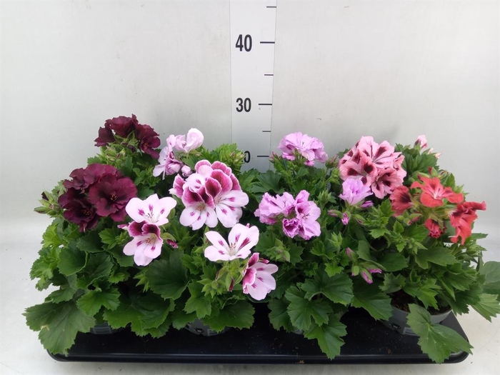 <h4>Pelargonium gran.   ..mix</h4>