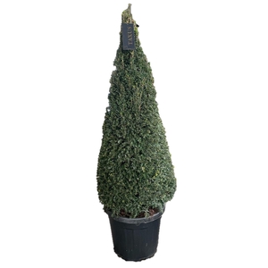 Taxus baccata