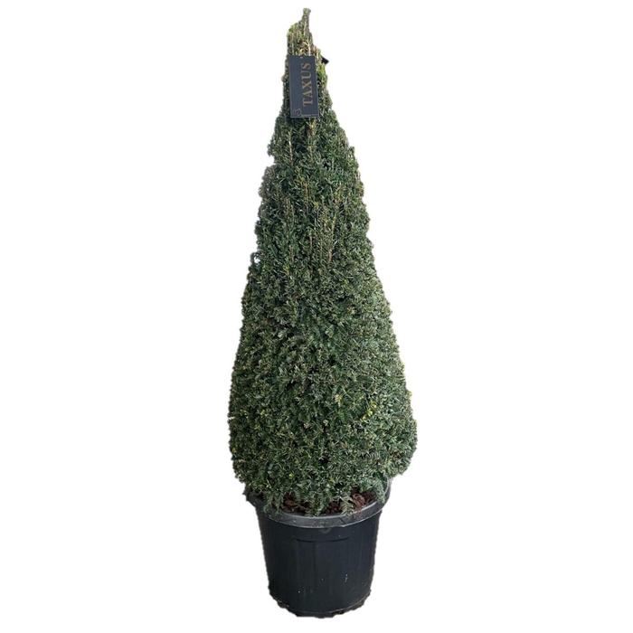 <h4>Taxus baccata</h4>