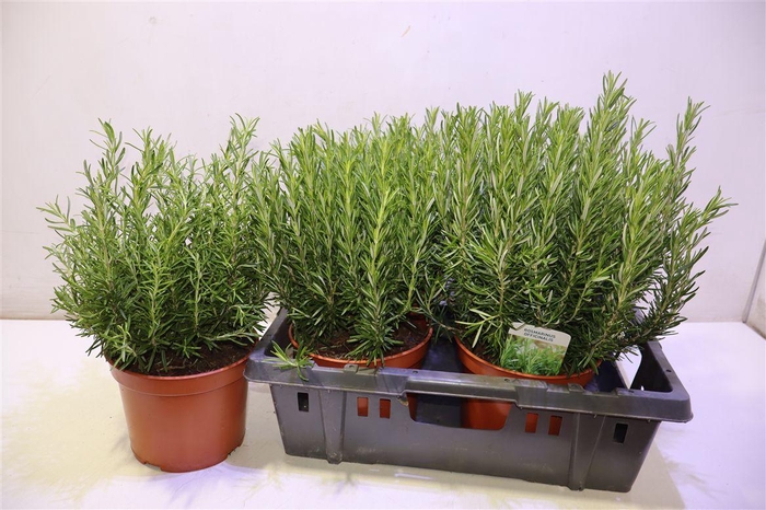 <h4>arr8 Rosmarin Of Ov</h4>