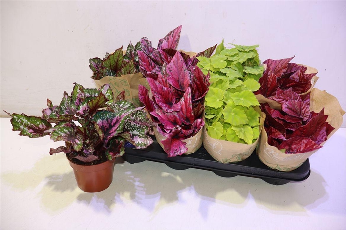 <h4>arr8 Beg Bel Gem</h4>