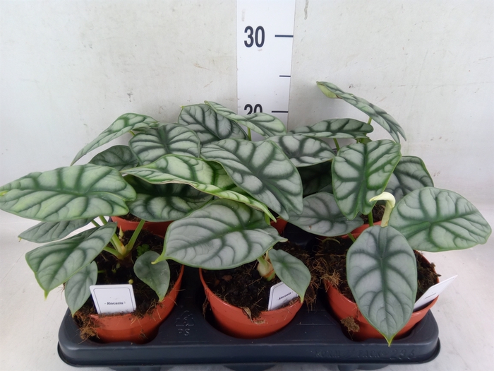 <h4>Alocasia   ...</h4>