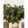 Viburnum Tinus Bos