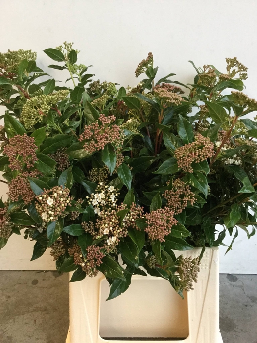 Viburnum Tinus Bos