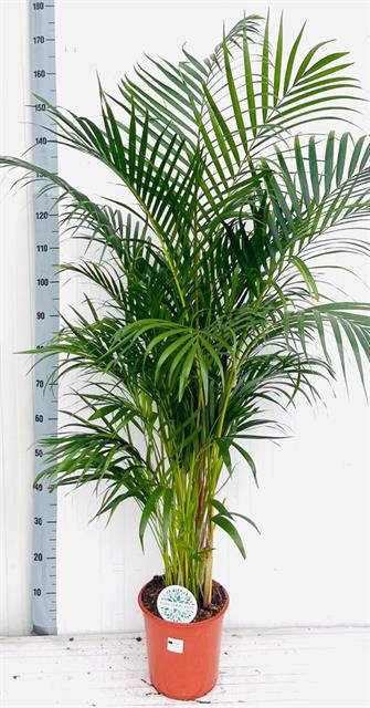 DYPSIS LUTESCENS