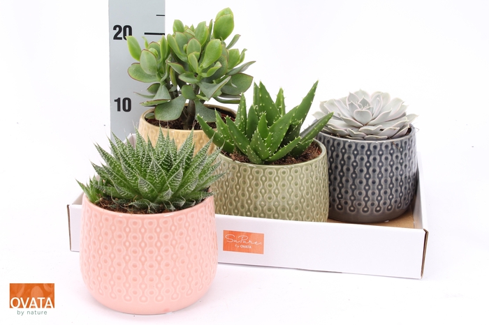 <h4>SUCC GEM 4 SRT</h4>