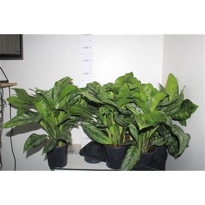 Ag Gr Paint Princess P17 60cm.