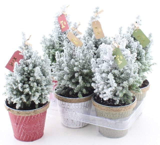 <h4>CHAM TH TOP POINT</h4>