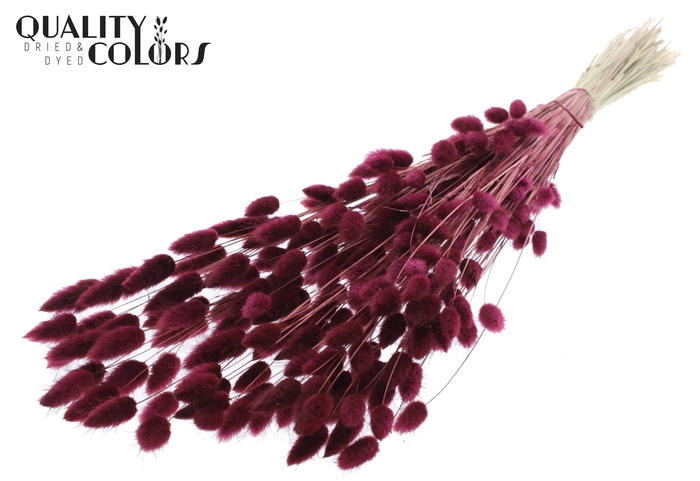 Lagurus Premium per bunch Burgundy