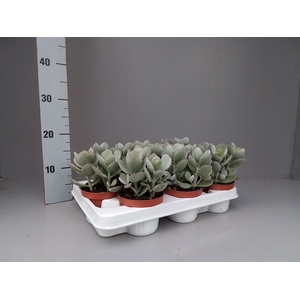 Cotyledon  'Coral'