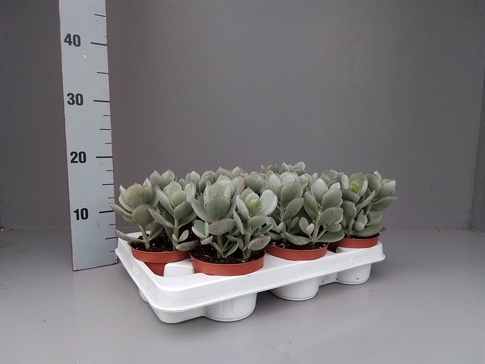 Cotyledon  'Coral'