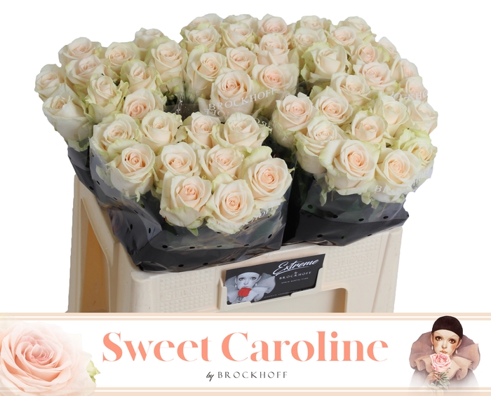 <h4>R GR SWEET CAROLINE EXTREME 50cm - JG</h4>